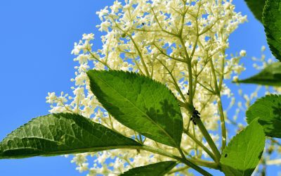 New Elderflower Gin in collaboration with Over Farm