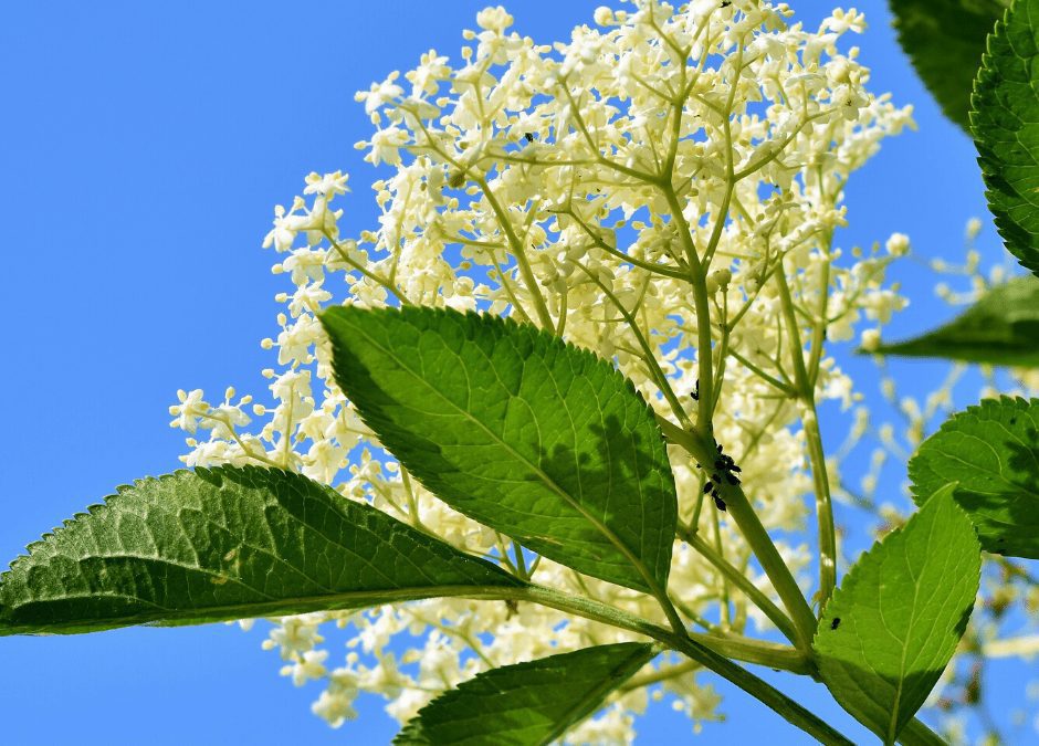 New Elderflower Gin in collaboration with Over Farm